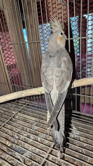 Khoka Ten Hunter Bird