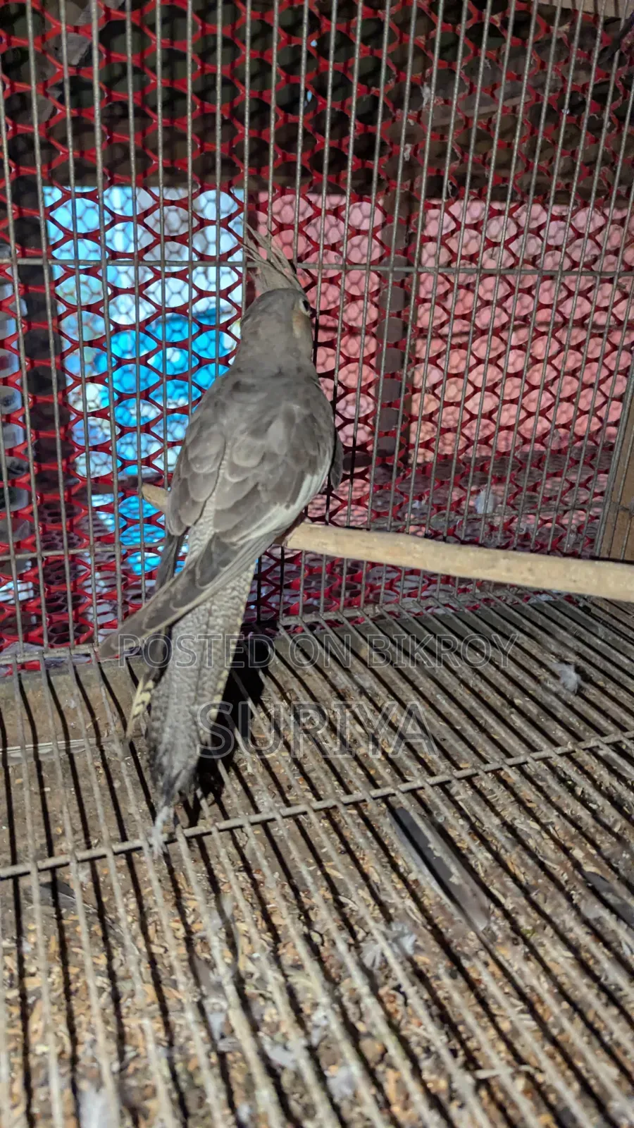 Khoka Ten Hunter Bird