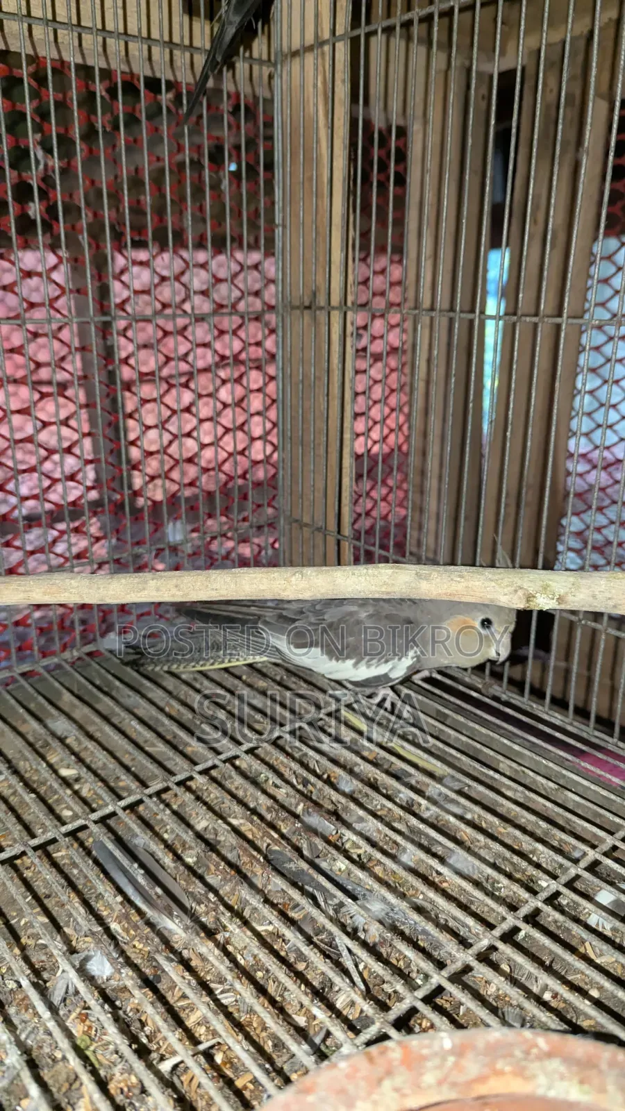 Khoka Ten Hunter Bird