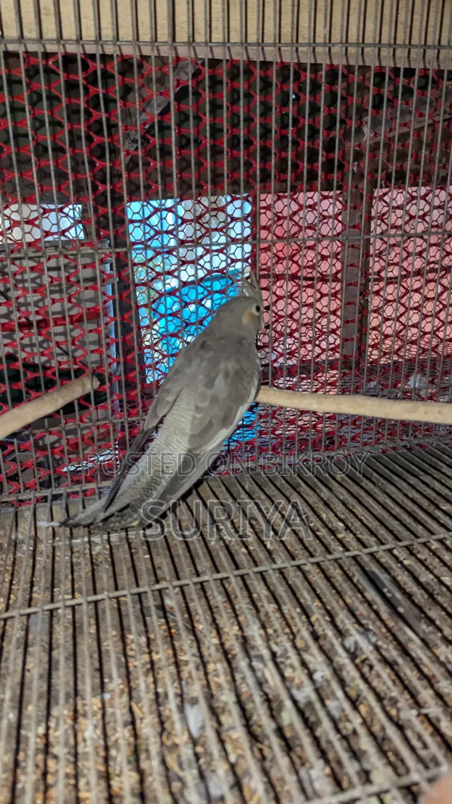 Khoka Ten Hunter Bird