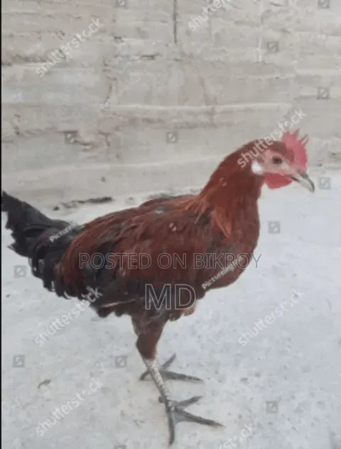 অরজিনাল দেশি মুরগী