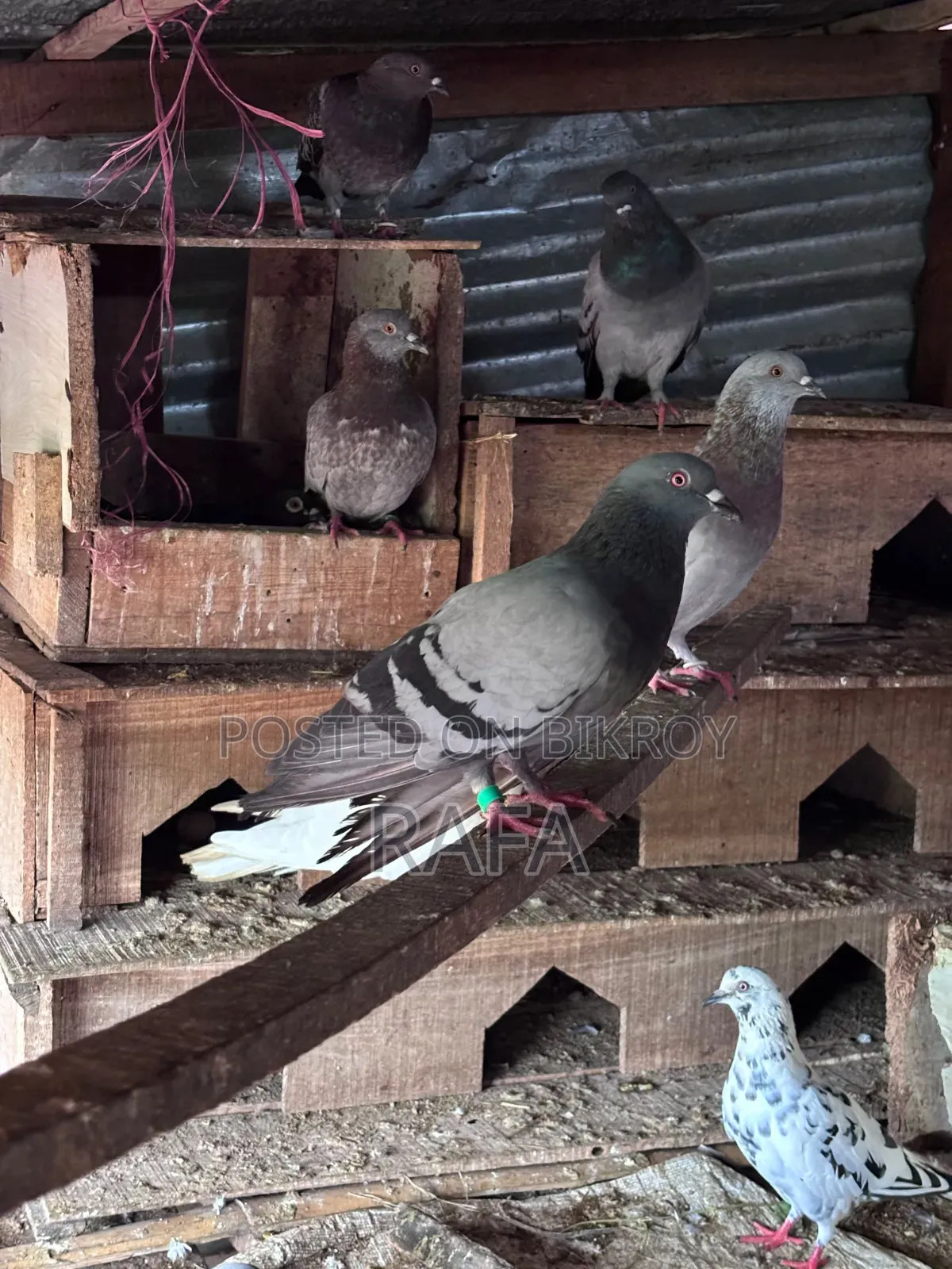 Desi Pigeon