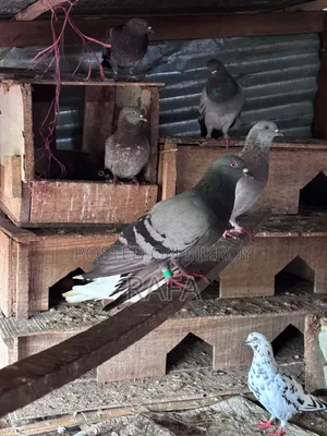 Desi Pigeon