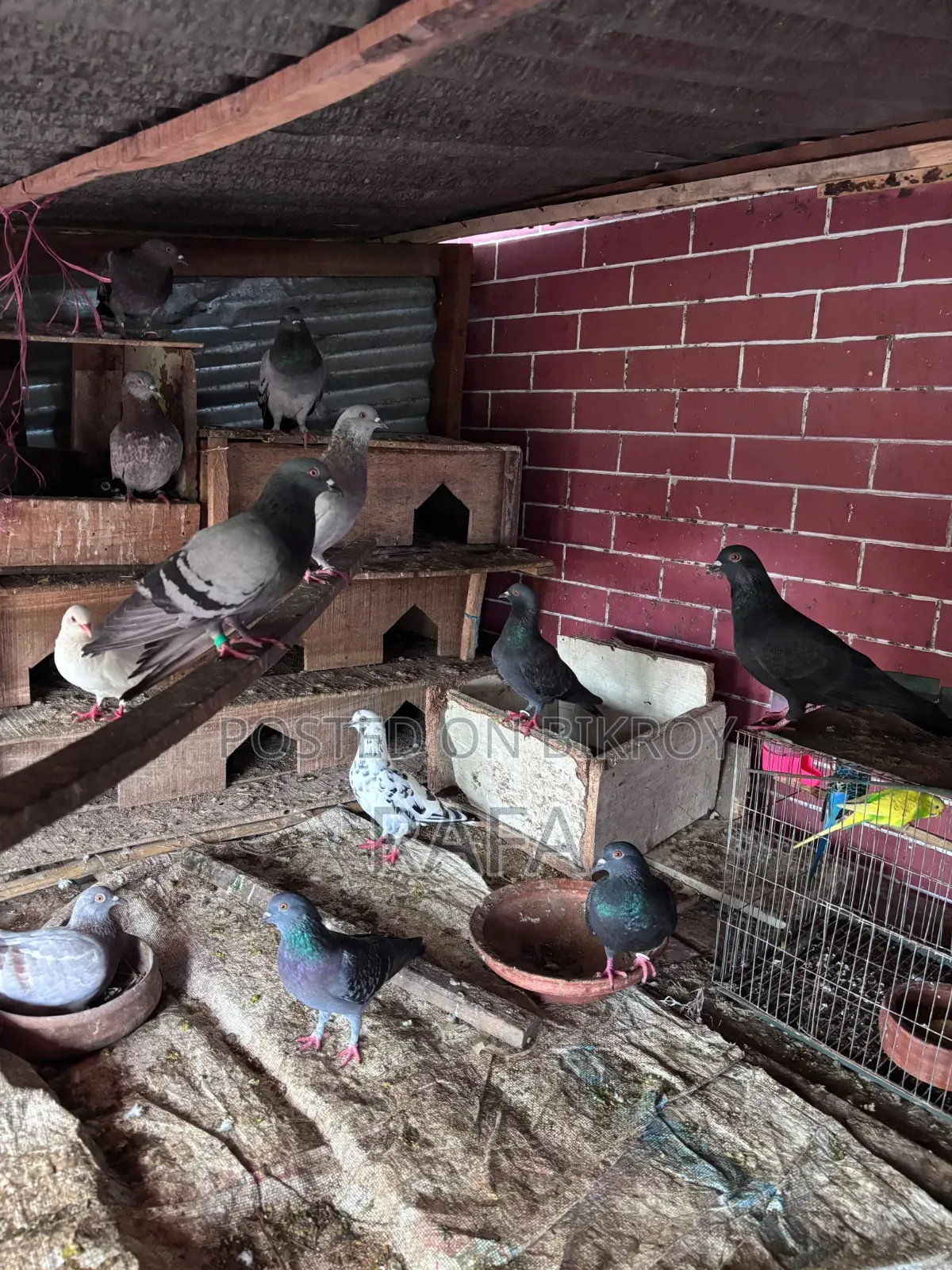 Desi Pigeon