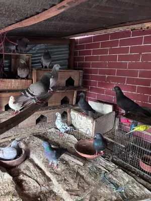 Desi Pigeon