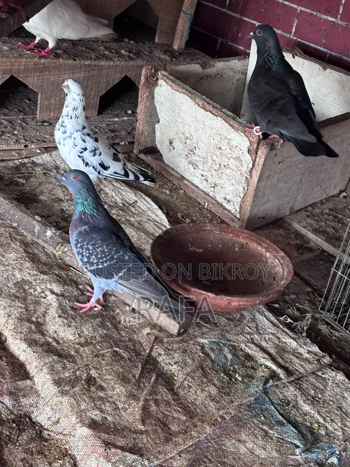 Desi Pigeon