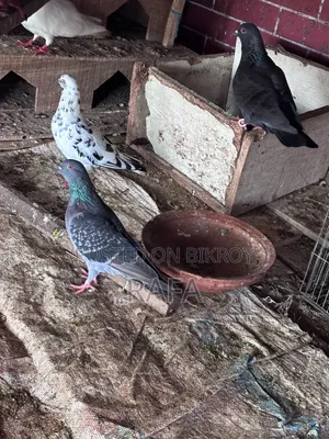 Desi Pigeon