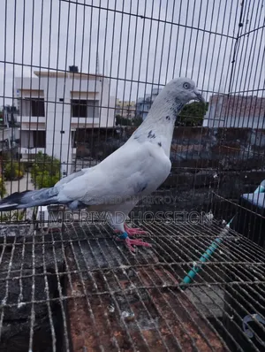 Pigeon Pigeon