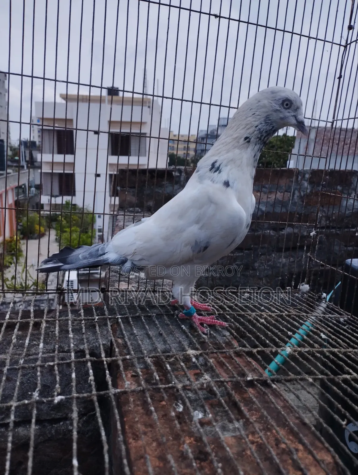 Pigeon Pigeon