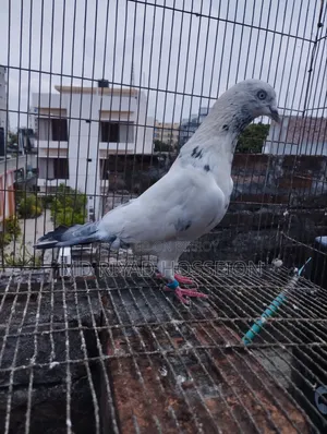 Pigeon Pigeon