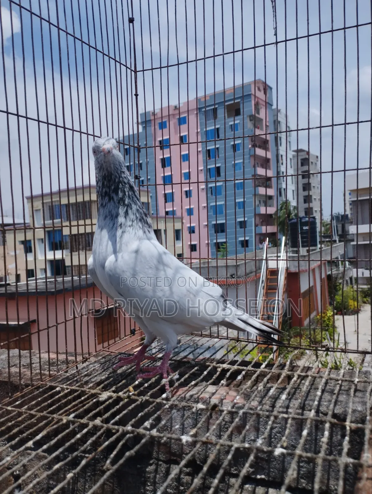 Pigeon Pigeon