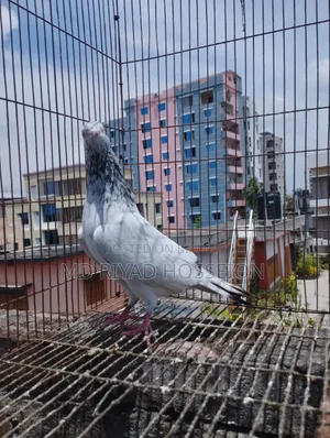 Pigeon Pigeon