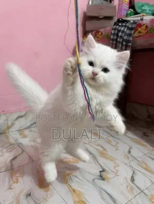 1-3 Months Male Purebred Persian