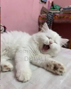 1-3 Months Male Purebred Persian