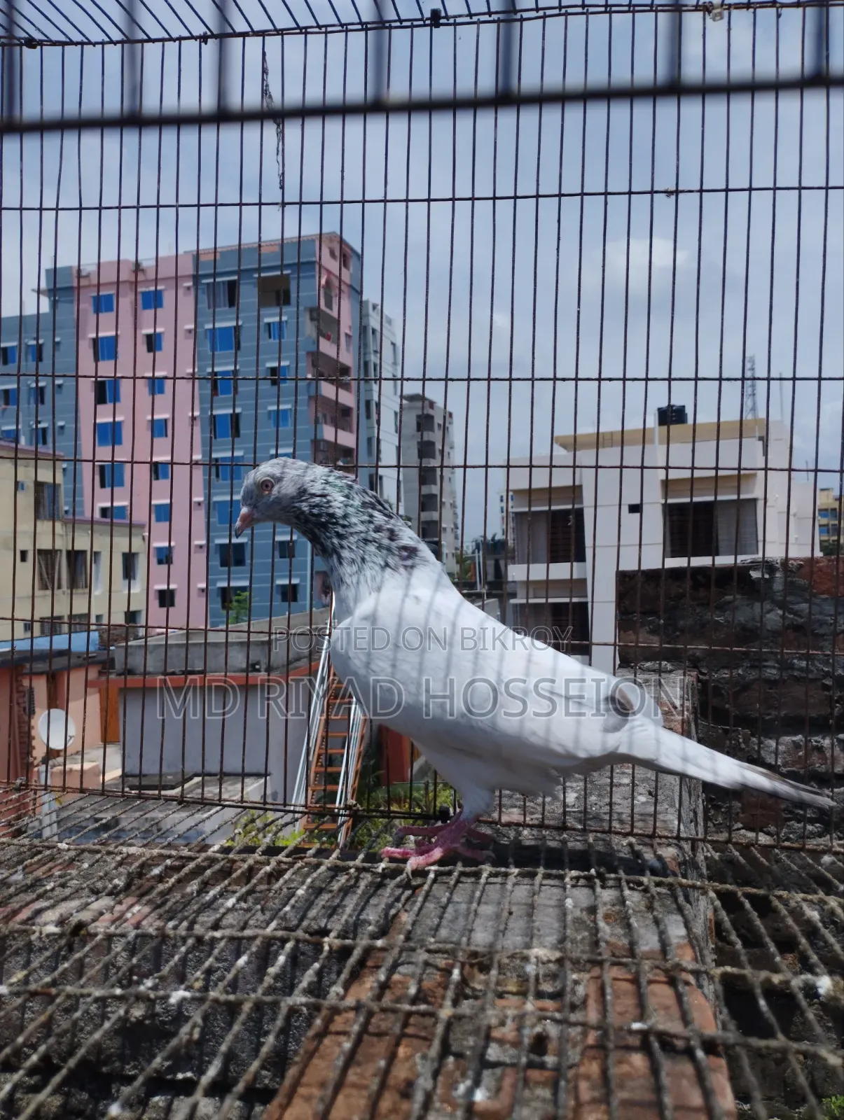 Pigeon Pigeon
