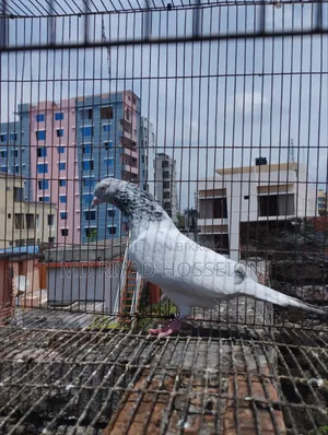 Pigeon Pigeon
