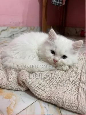 1-3 Months Male Purebred Persian