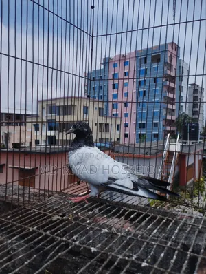 Pigeon Pigeon