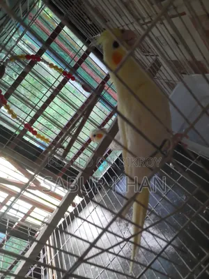ককটেল পাখি। দুইটা খুবই সুন্দর। বয়স সাত মাস।