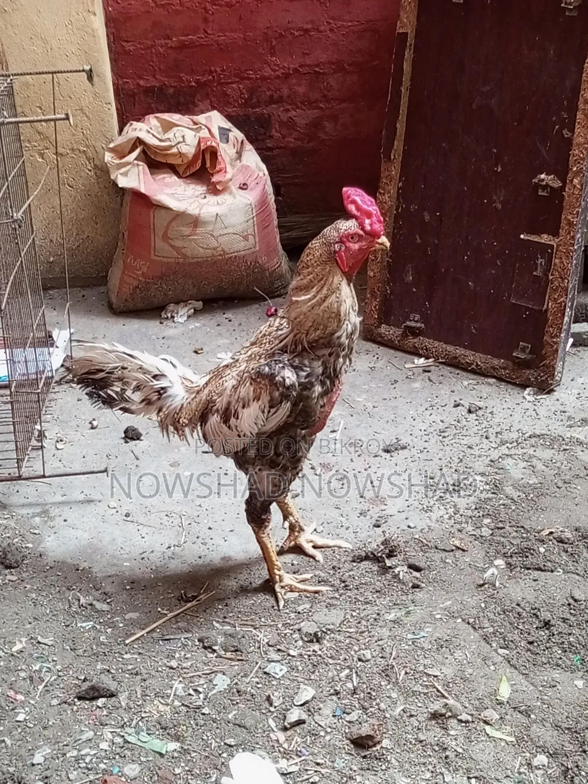 ইন্ডিয়ান আসিল মরগ