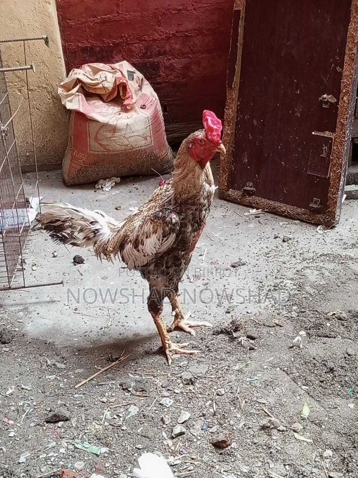 ইন্ডিয়ান আসিল মরগ