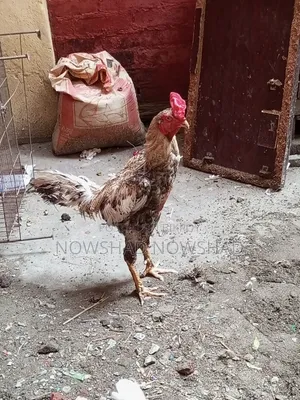 ইন্ডিয়ান আসিল মরগ