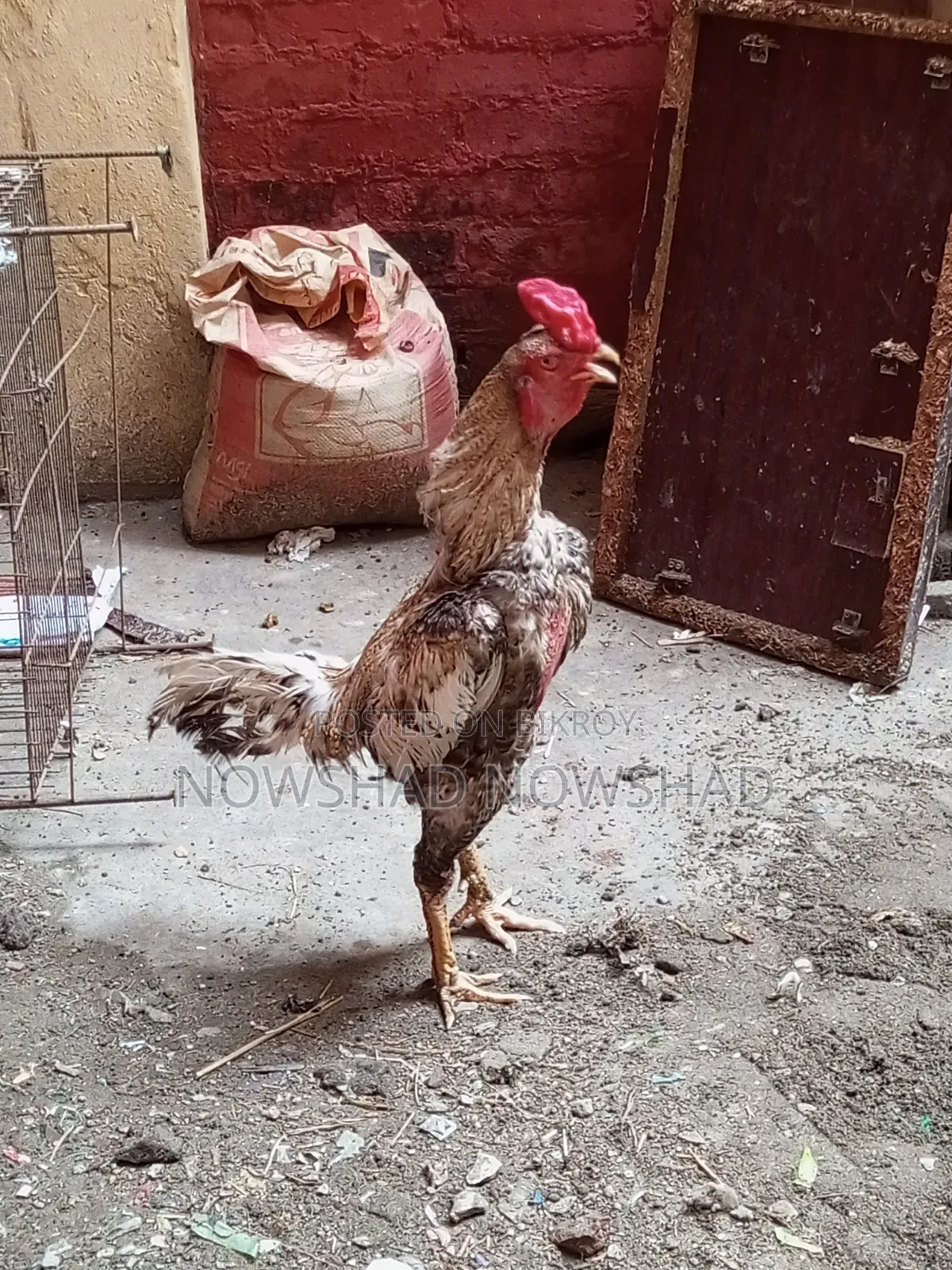 ইন্ডিয়ান আসিল মরগ