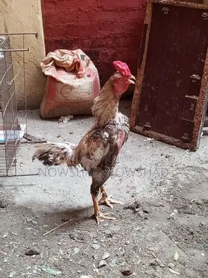 ইন্ডিয়ান আসিল মরগ
