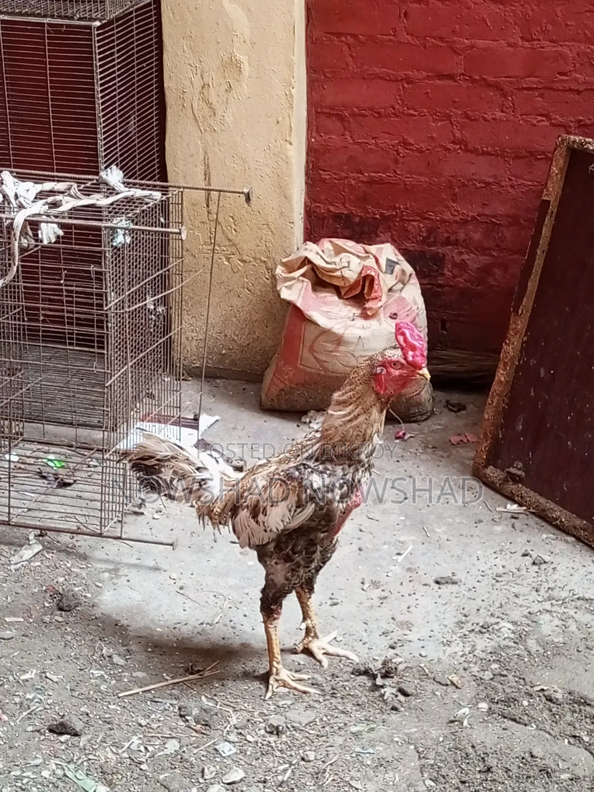 ইন্ডিয়ান আসিল মরগ