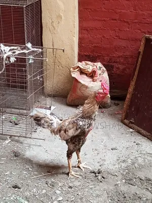 ইন্ডিয়ান আসিল মরগ