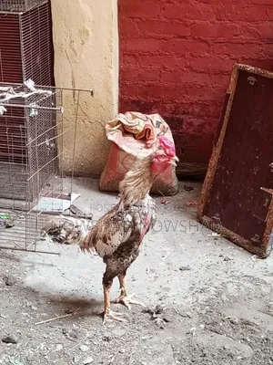 ইন্ডিয়ান আসিল মরগ