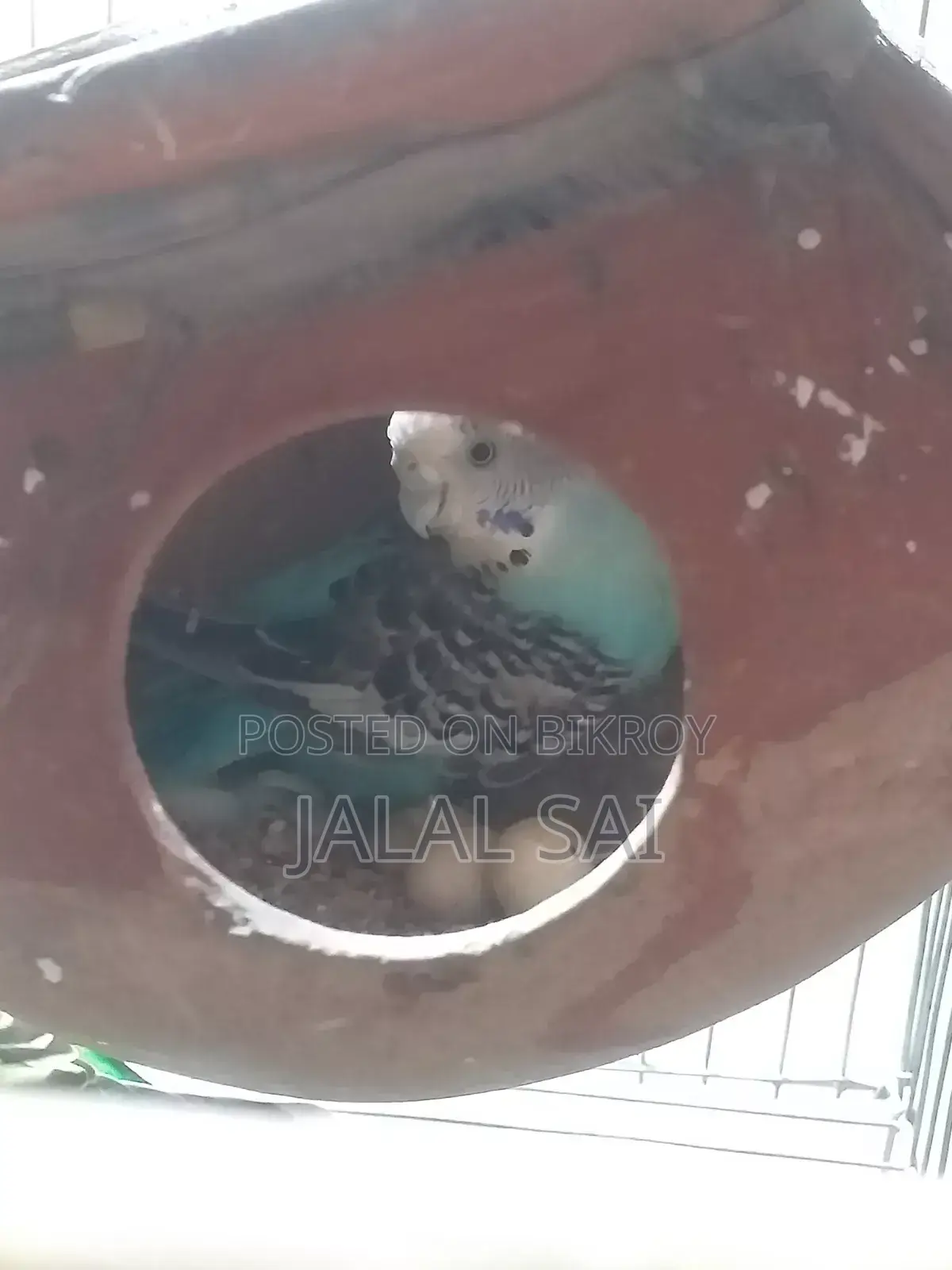 বাজরিগার পাখি সব সহ