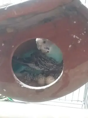 বাজরিগার পাখি সব সহ