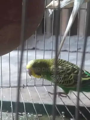 বাজরিগার পাখি সব সহ