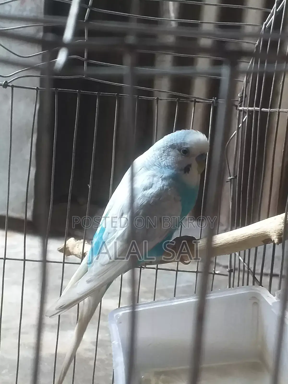 বাজরিগার পাখি সব সহ