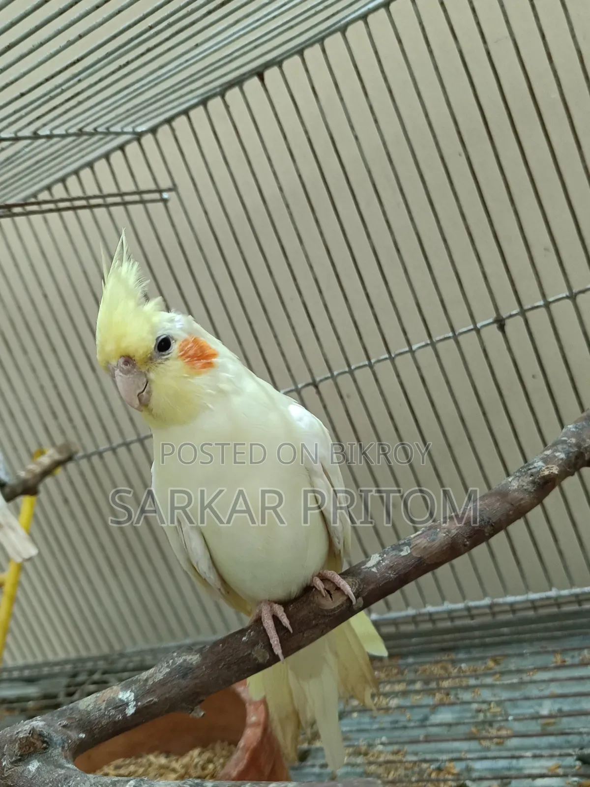 ককটেল ফিমেল