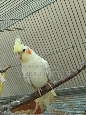 ককটেল ফিমেল