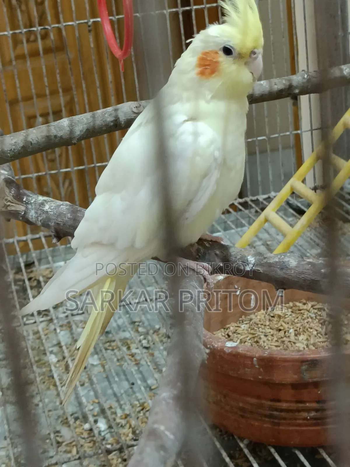 ককটেল ফিমেল