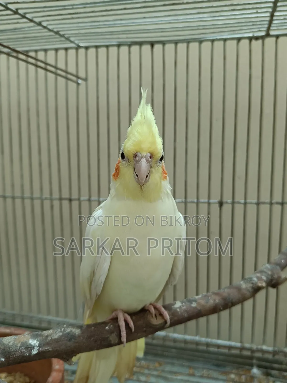 ককটেল ফিমেল