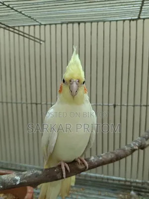 ককটেল ফিমেল