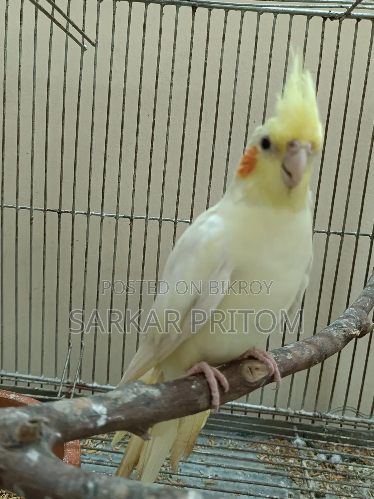 ককটেল ফিমেল