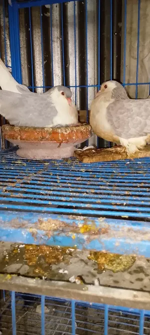Siraji Pigeon