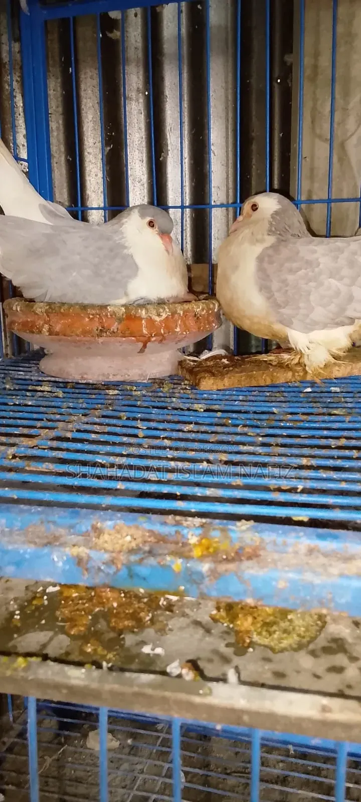 Siraji Pigeon
