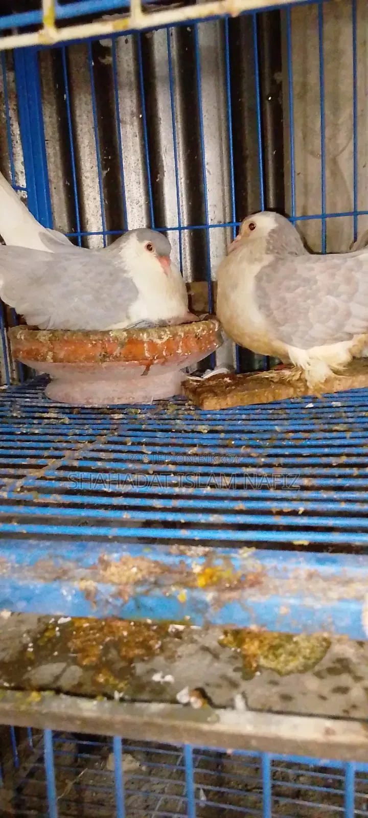 Siraji Pigeon