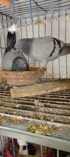 Huma Pigeons