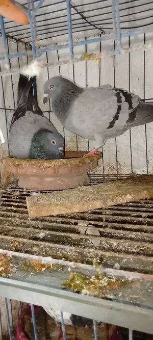 Huma Pigeons