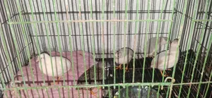 King Quail