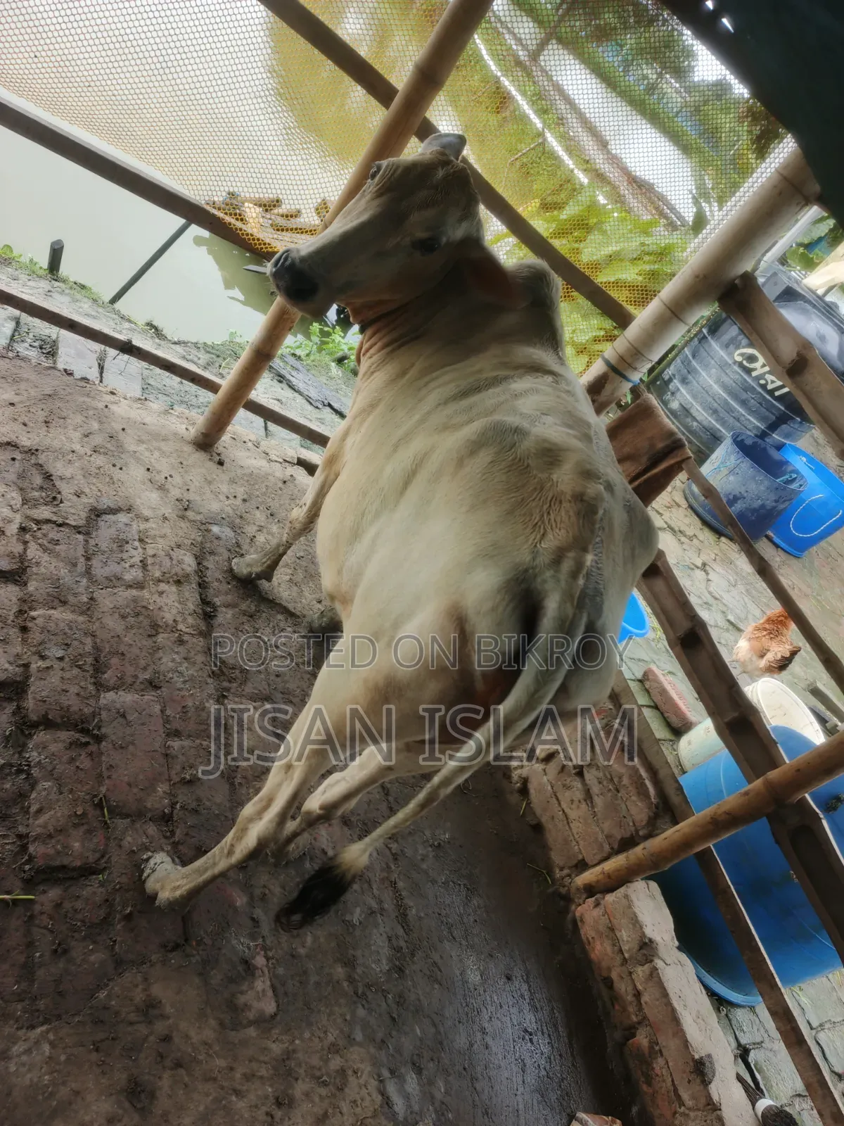 জরুরী দেশি গরু বিক্রি
