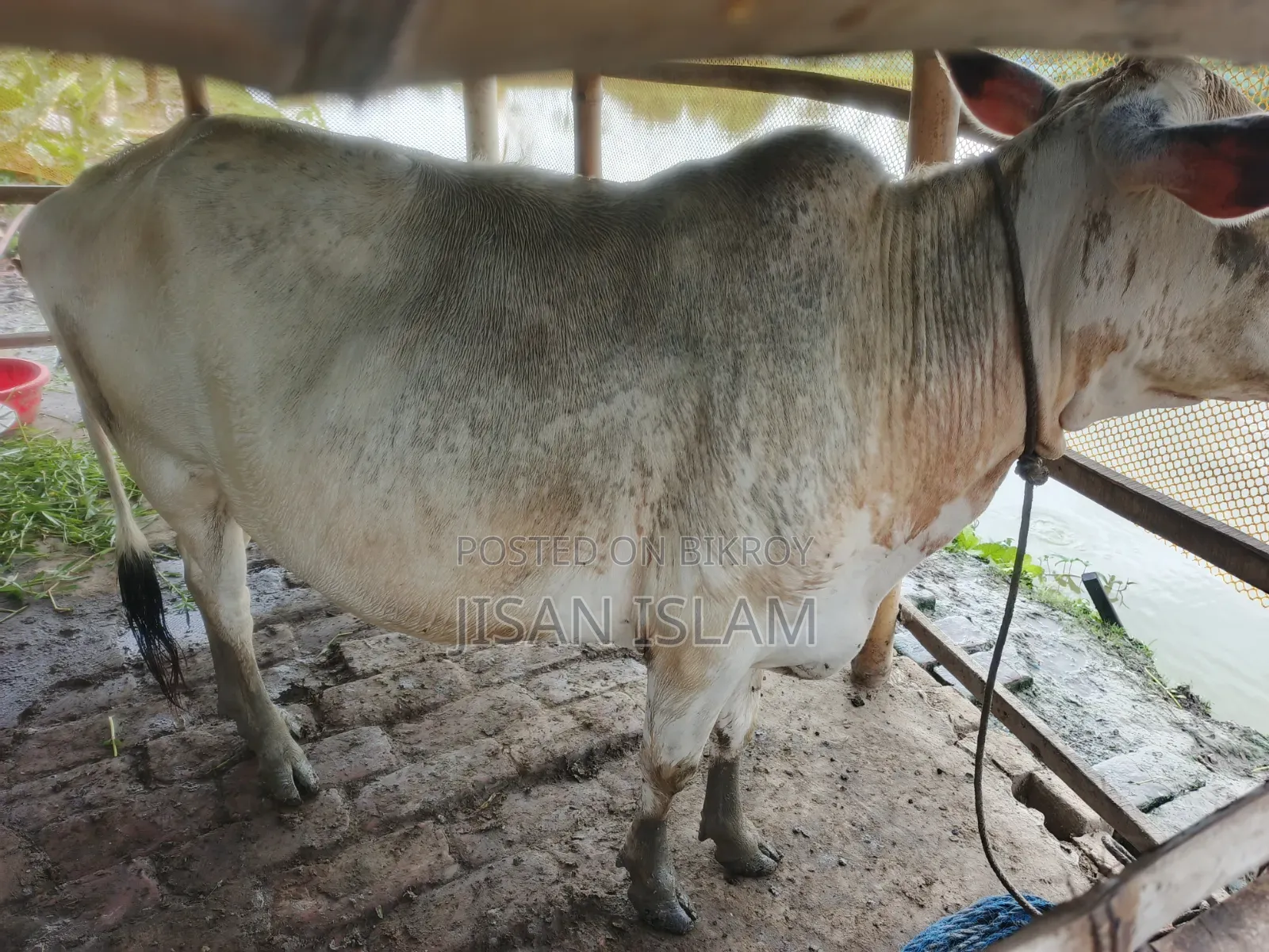 জরুরী দেশি গরু বিক্রি