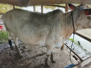জরুরী দেশি গরু বিক্রি
